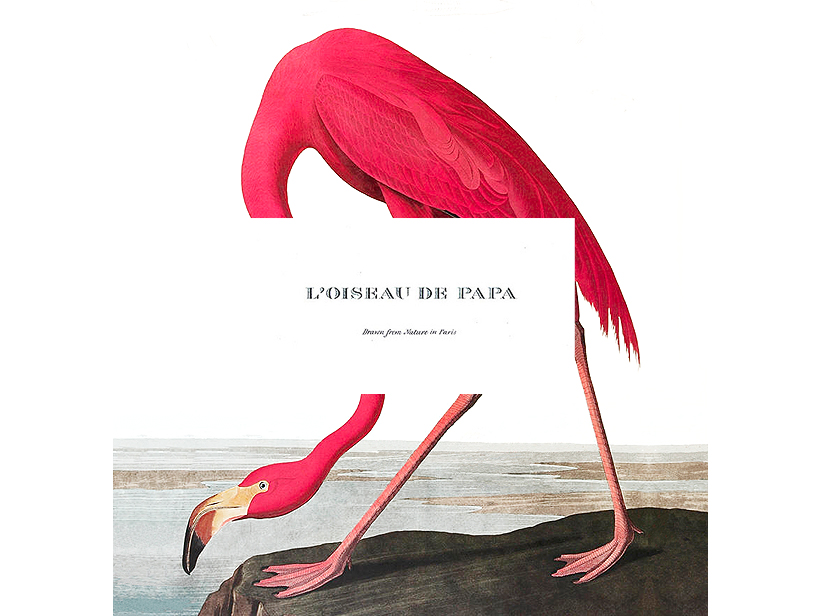 L'oiseau de papa